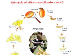 VÒNG ĐỜI CỦA TẰM DÂU